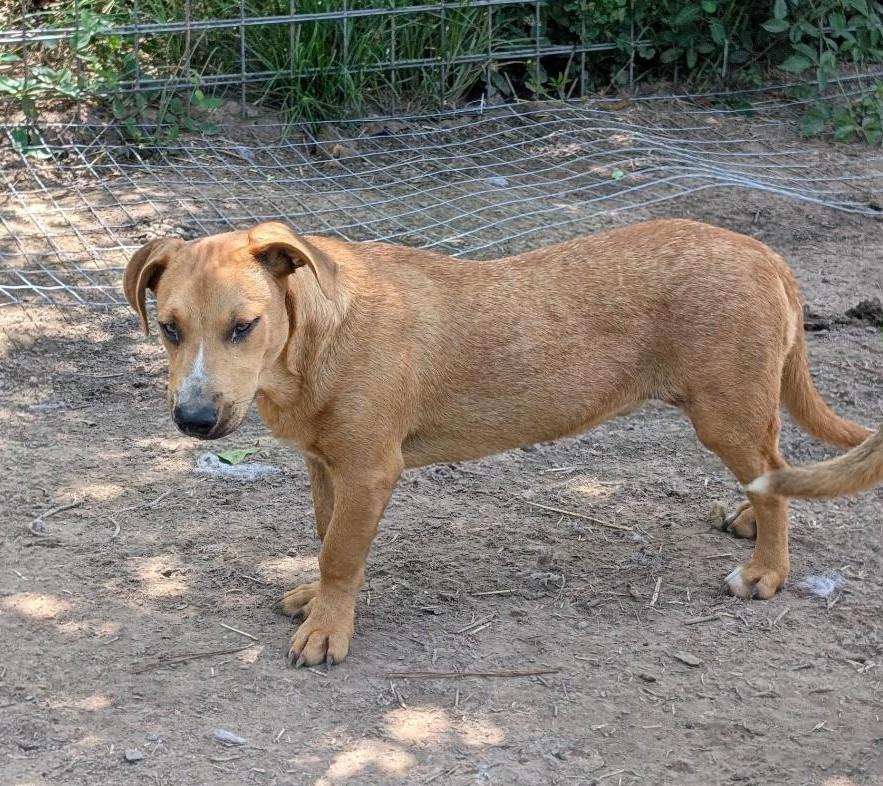 HotRod, ADOPTABLE, Adult Male Dachshund & Labrador Retriever.