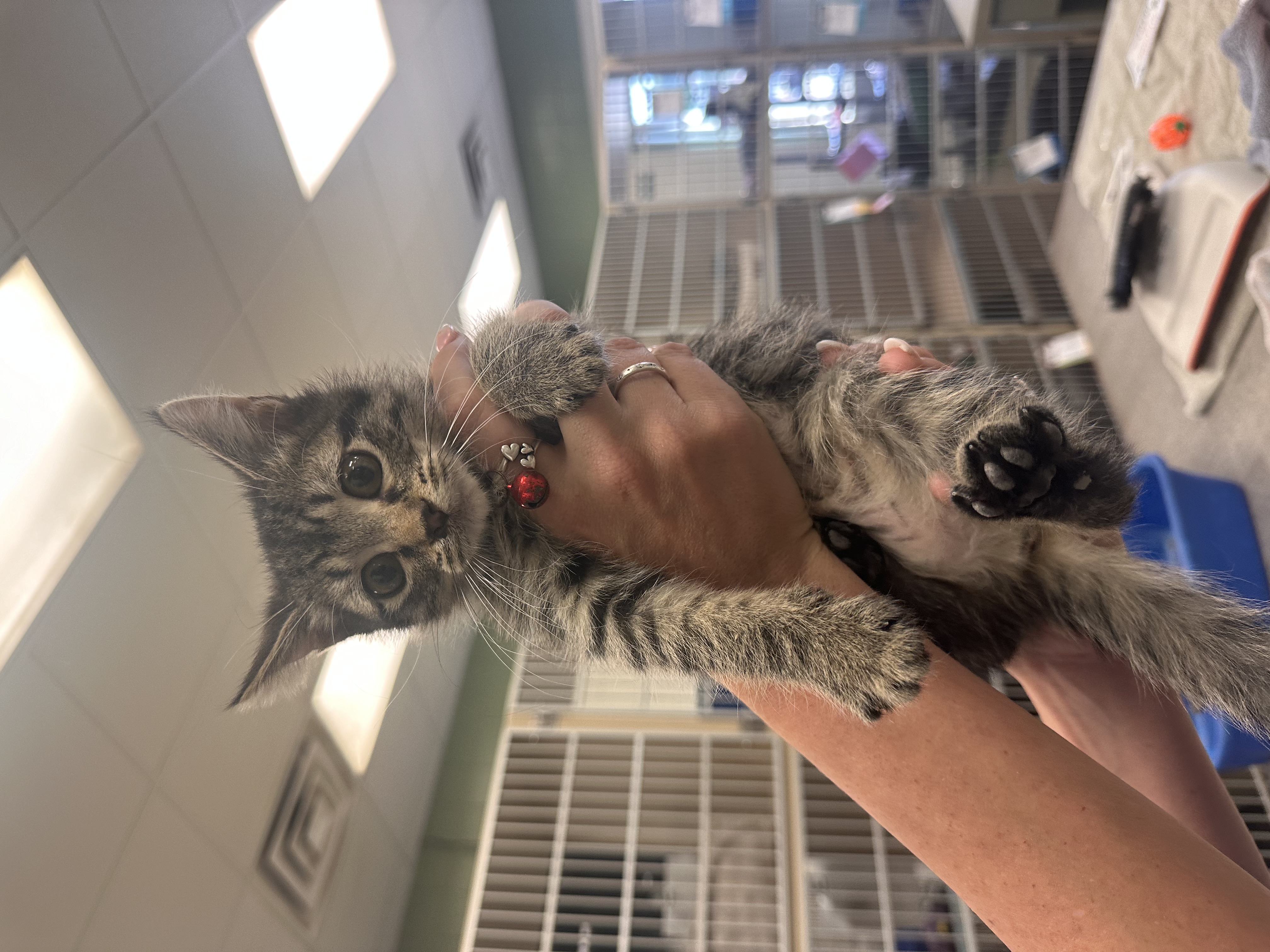 Cat for adoption Polaris, a Domestic Medium Hair in Kearney, NE