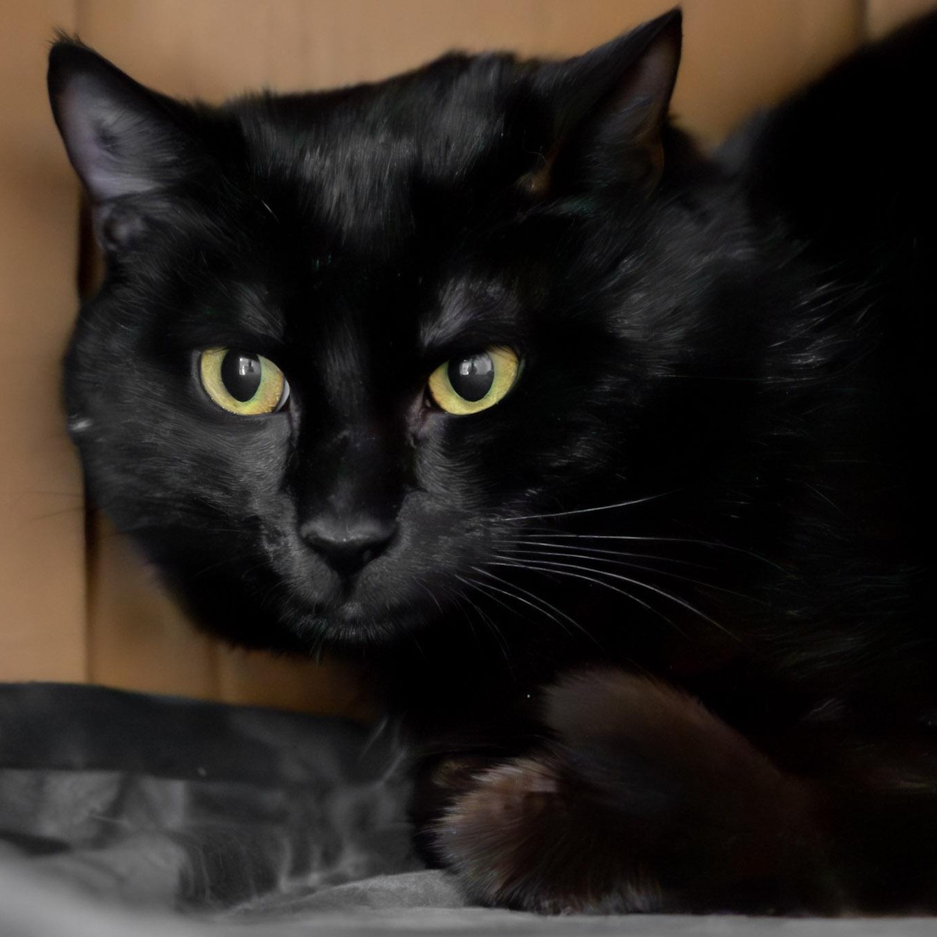 Nova, an adoptable Domestic Short Hair in Victor, NY image 6/6