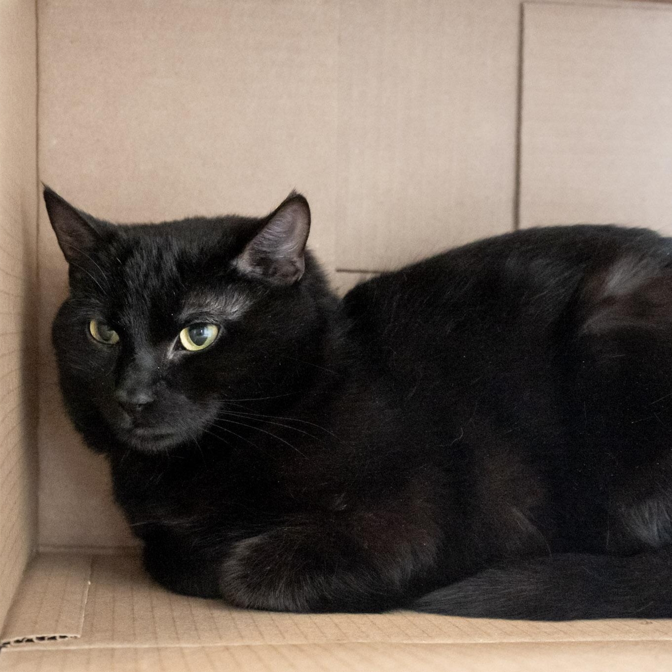 Nova, an adoptable Domestic Short Hair in Victor, NY image 4/6