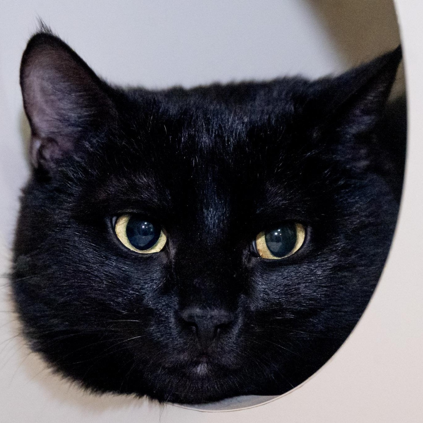 Nova, an adoptable Domestic Short Hair in Victor, NY image 2/6
