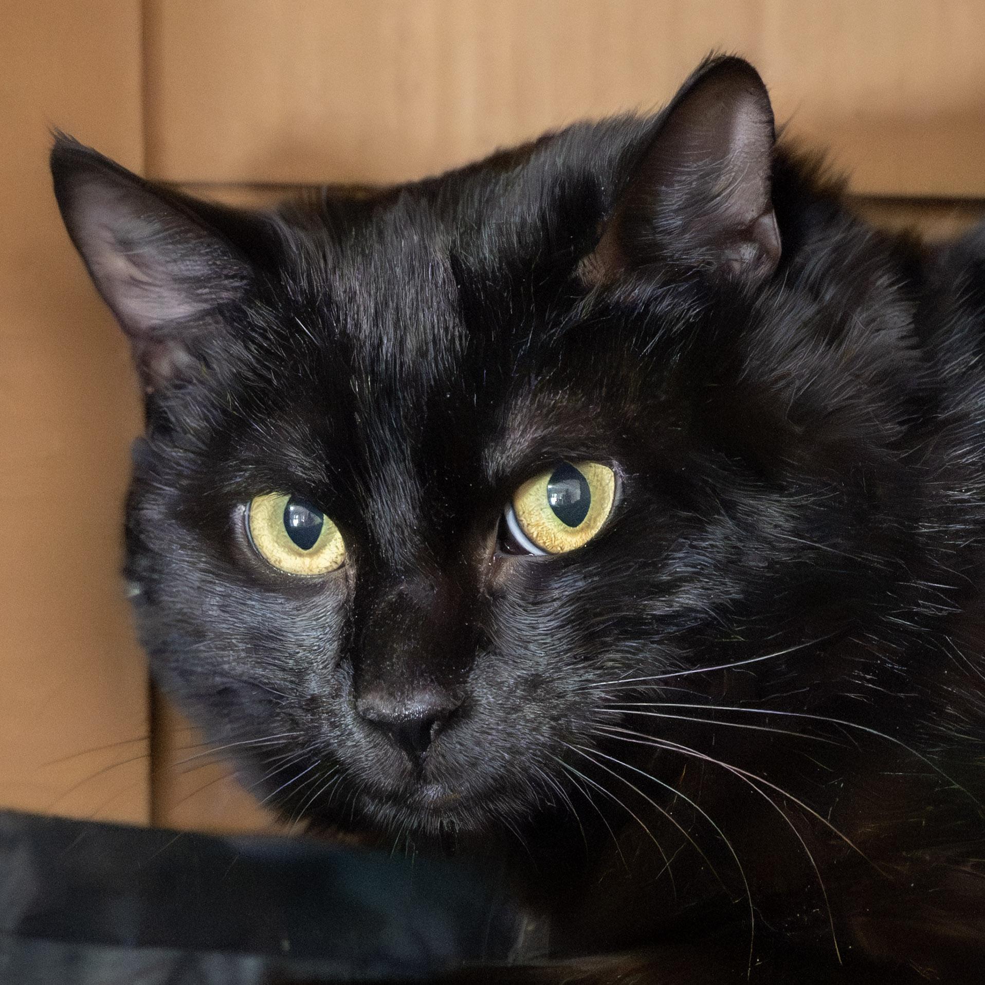 Nova, an adoptable Domestic Short Hair in Victor, NY image 5/6