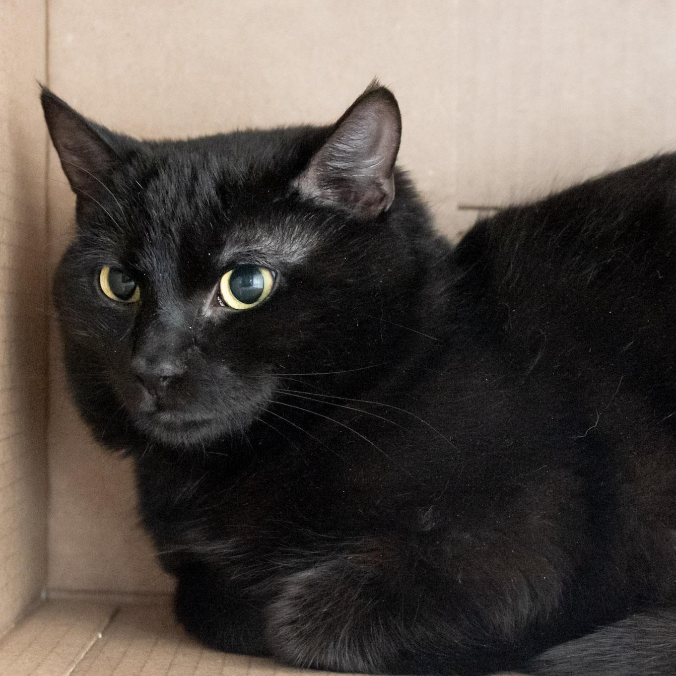 Nova, an adoptable Domestic Short Hair in Victor, NY image 3/6