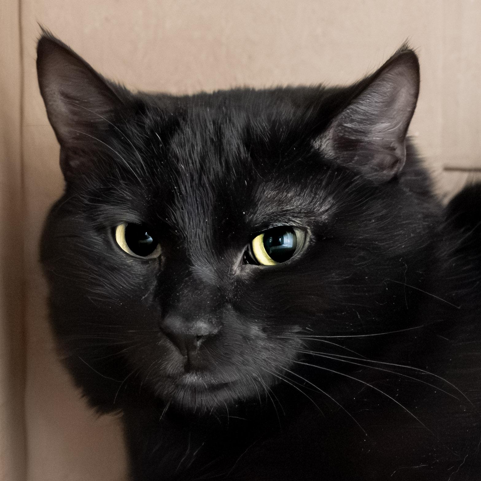 Nova, an adoptable Domestic Short Hair in Victor, NY image 1/6