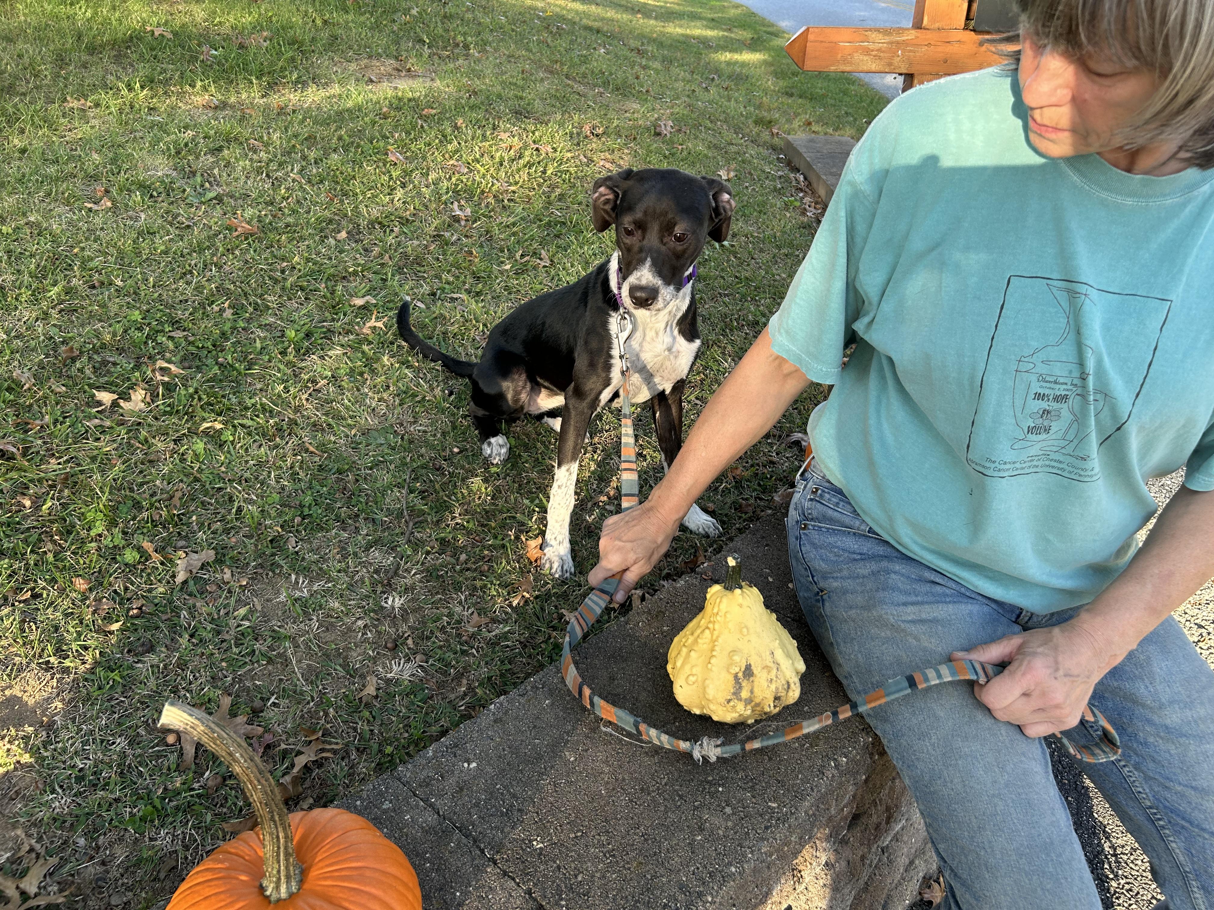 Enlarge Pearl, a Adoptable Mixed Breed in West Grove, PA image 1/3