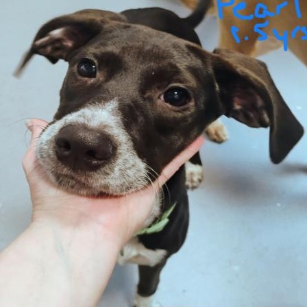 Pearl, Adoptable, Young Female Mixed Breed.