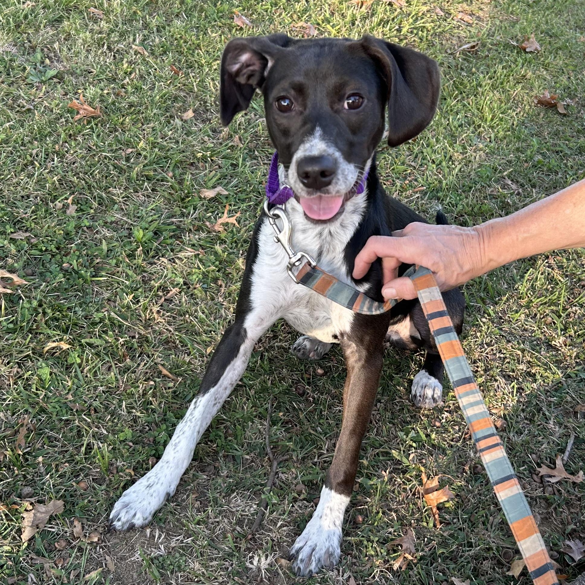 Enlarge Pearl, a Adoptable Mixed Breed in West Grove, PA image 2/3