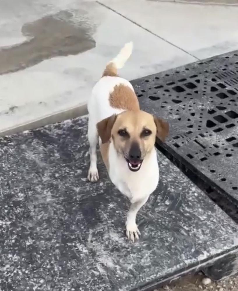 Bingo, ADOPTABLE, Adult Male Jack Russell Terrier.