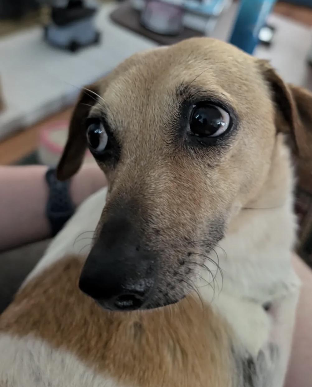 Enlarge Bingo, a ADOPTABLE mixed breed in Commerce City, CO image 2/6