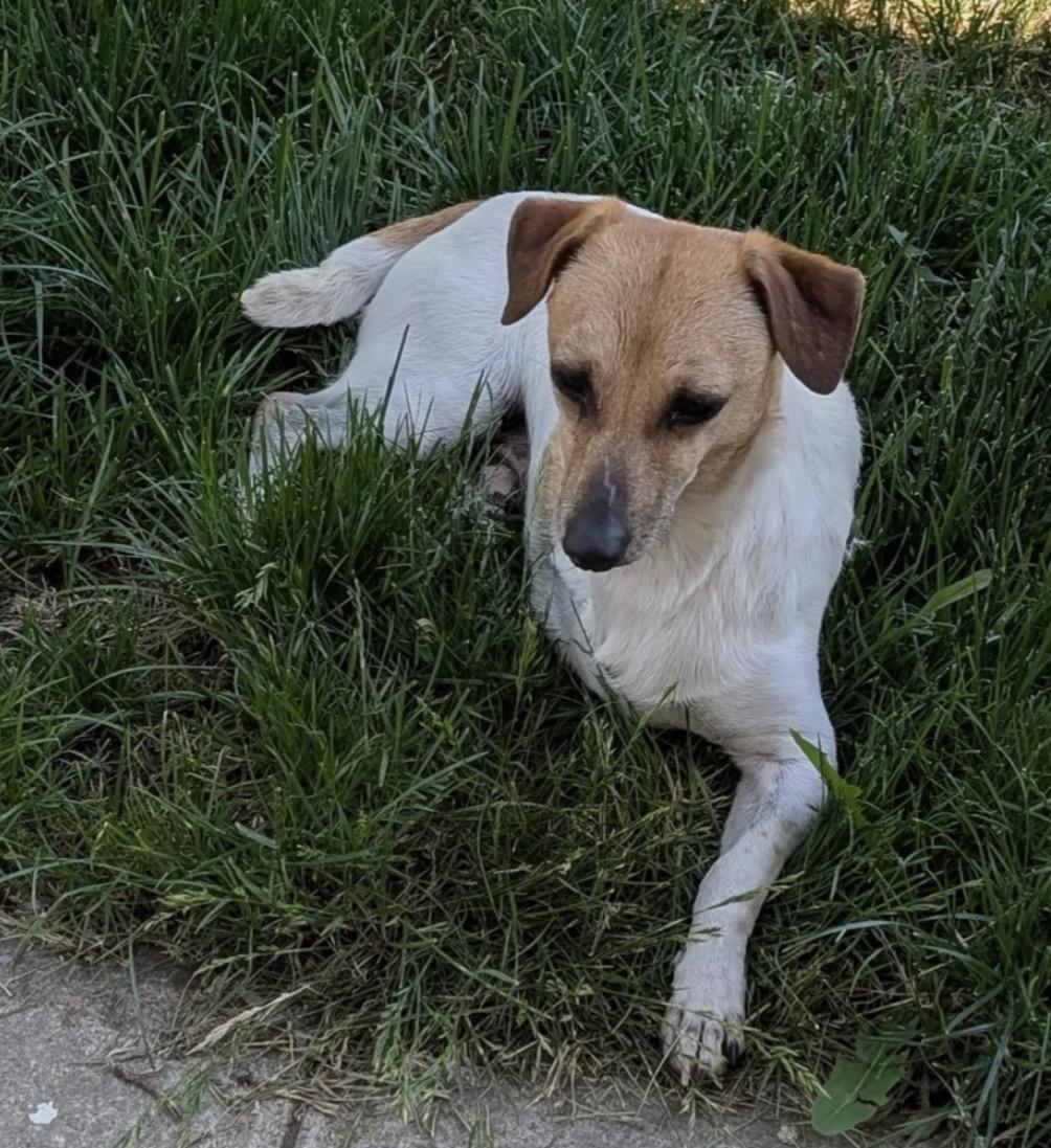 Enlarge Bingo, a ADOPTABLE mixed breed in Commerce City, CO image 3/6