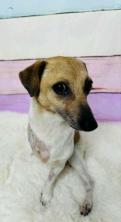 Enlarge Bingo, a ADOPTABLE mixed breed in Commerce City, CO image 6/6