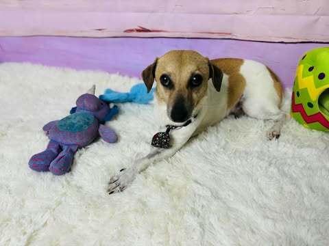 Enlarge Bingo, a ADOPTABLE mixed breed in Commerce City, CO image 5/6