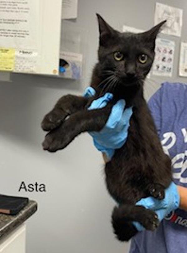 Asta, Adoptable, Young Male Domestic Short Hair.