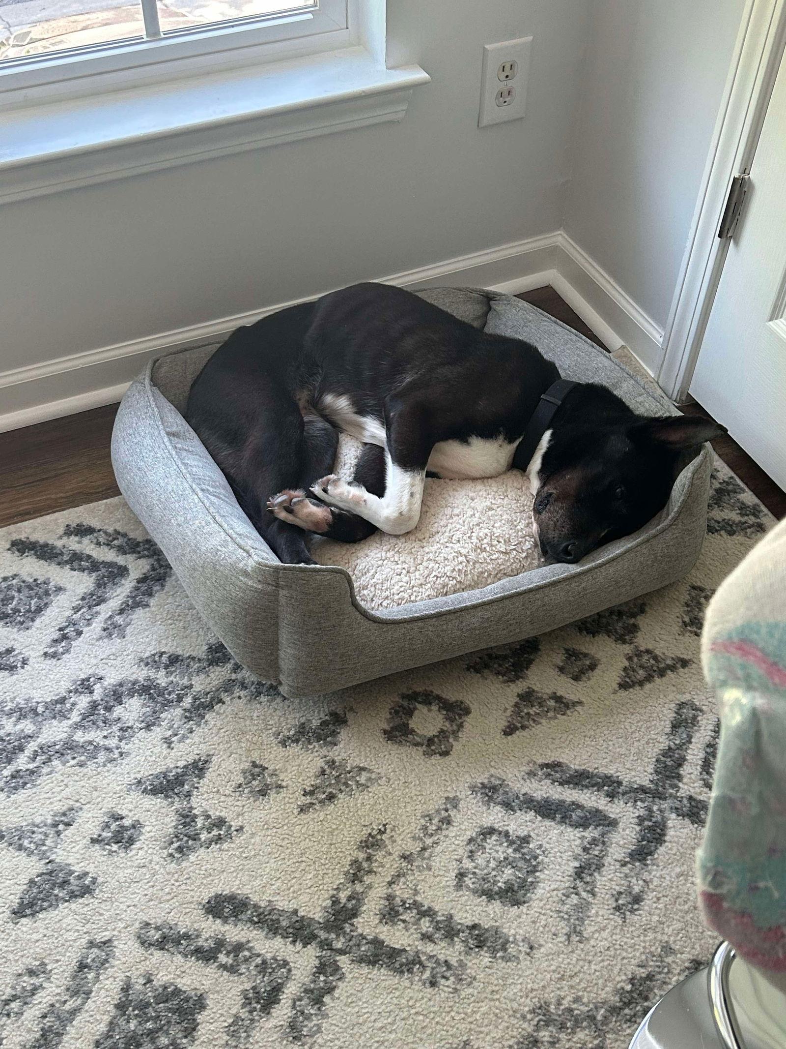 Precious Polly, a Adopted mixed breed in Mint Hill, NC image 1/2