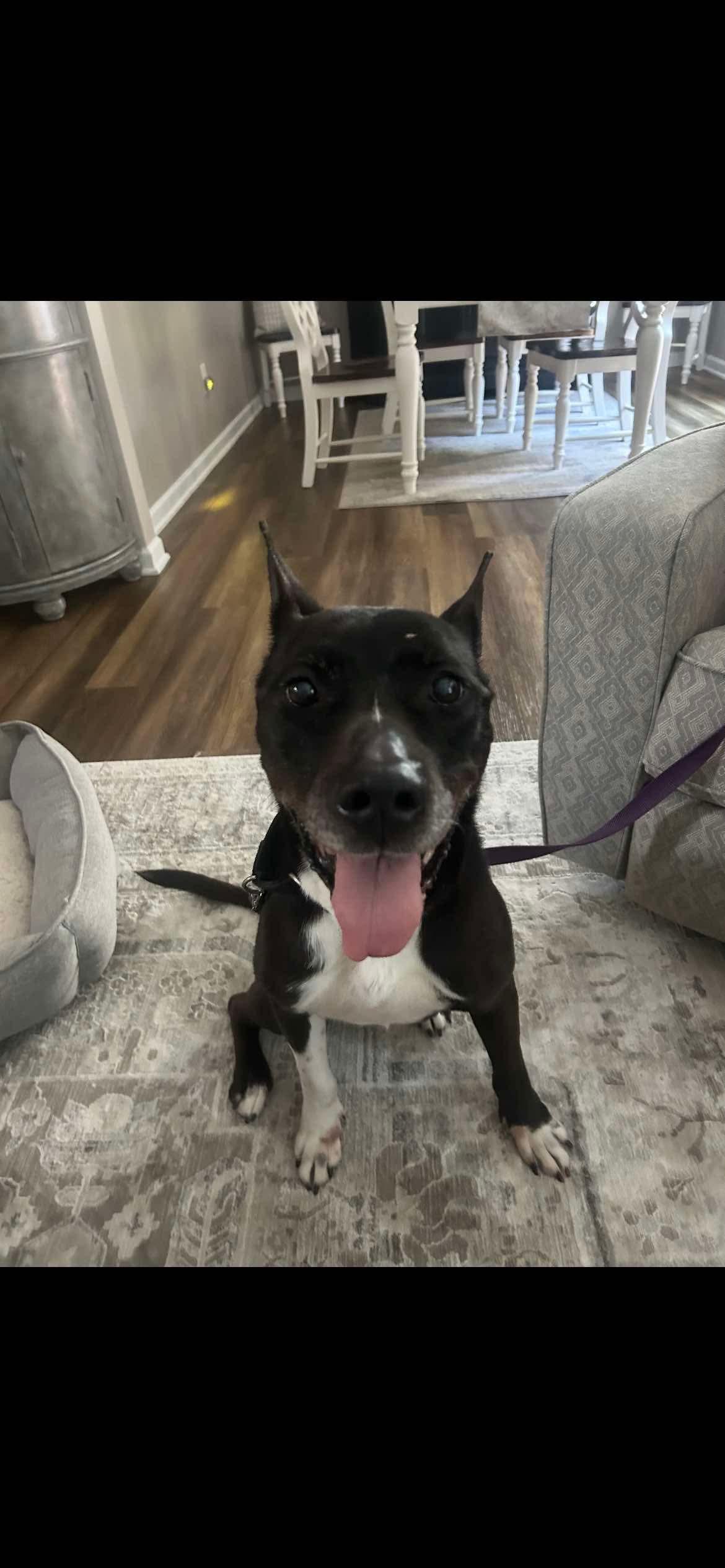 Precious Polly, a Adopted mixed breed in Mint Hill, NC image 2/2