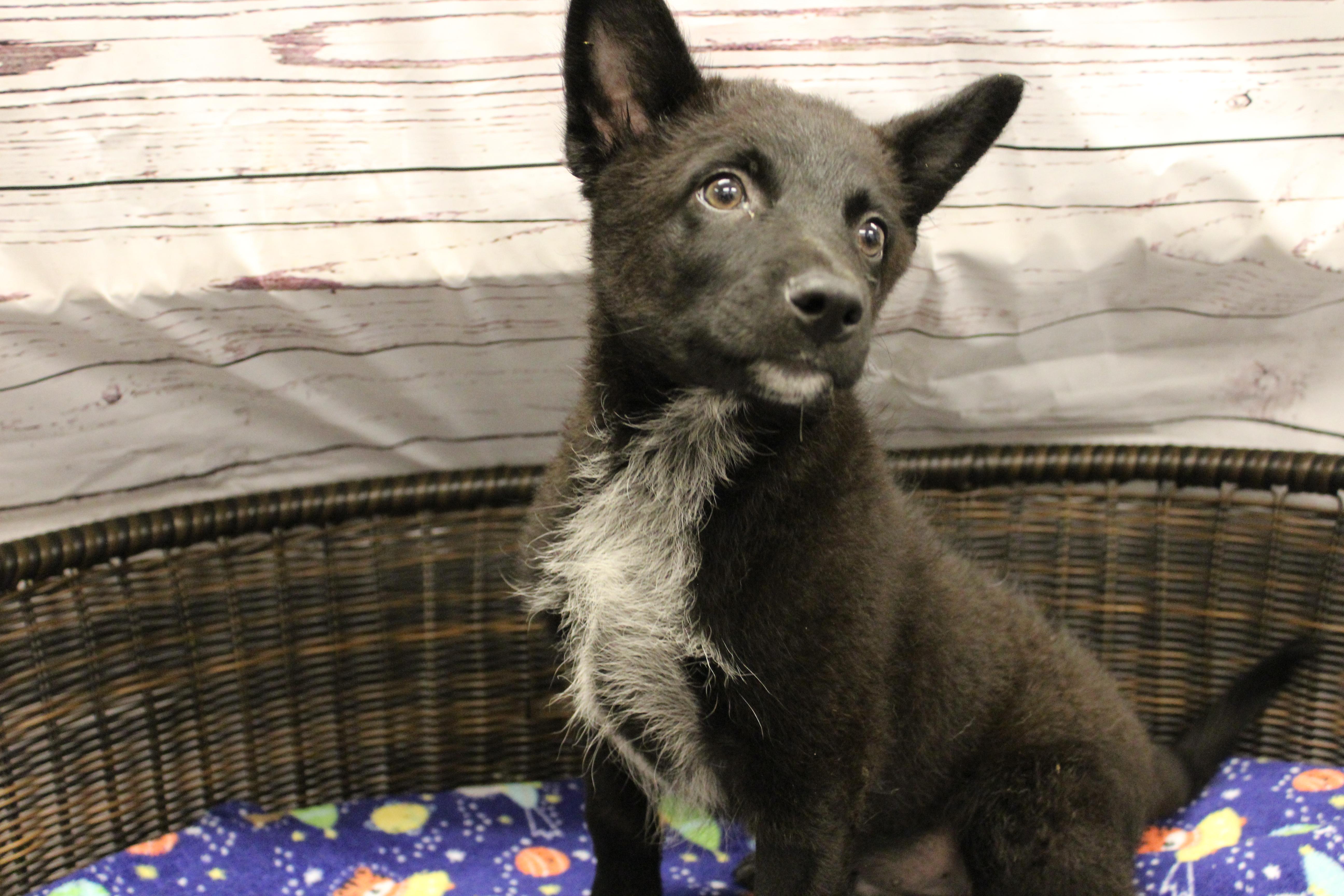 Shrek, a Adoptable mixed breed in Neillsville, WI image 3/3