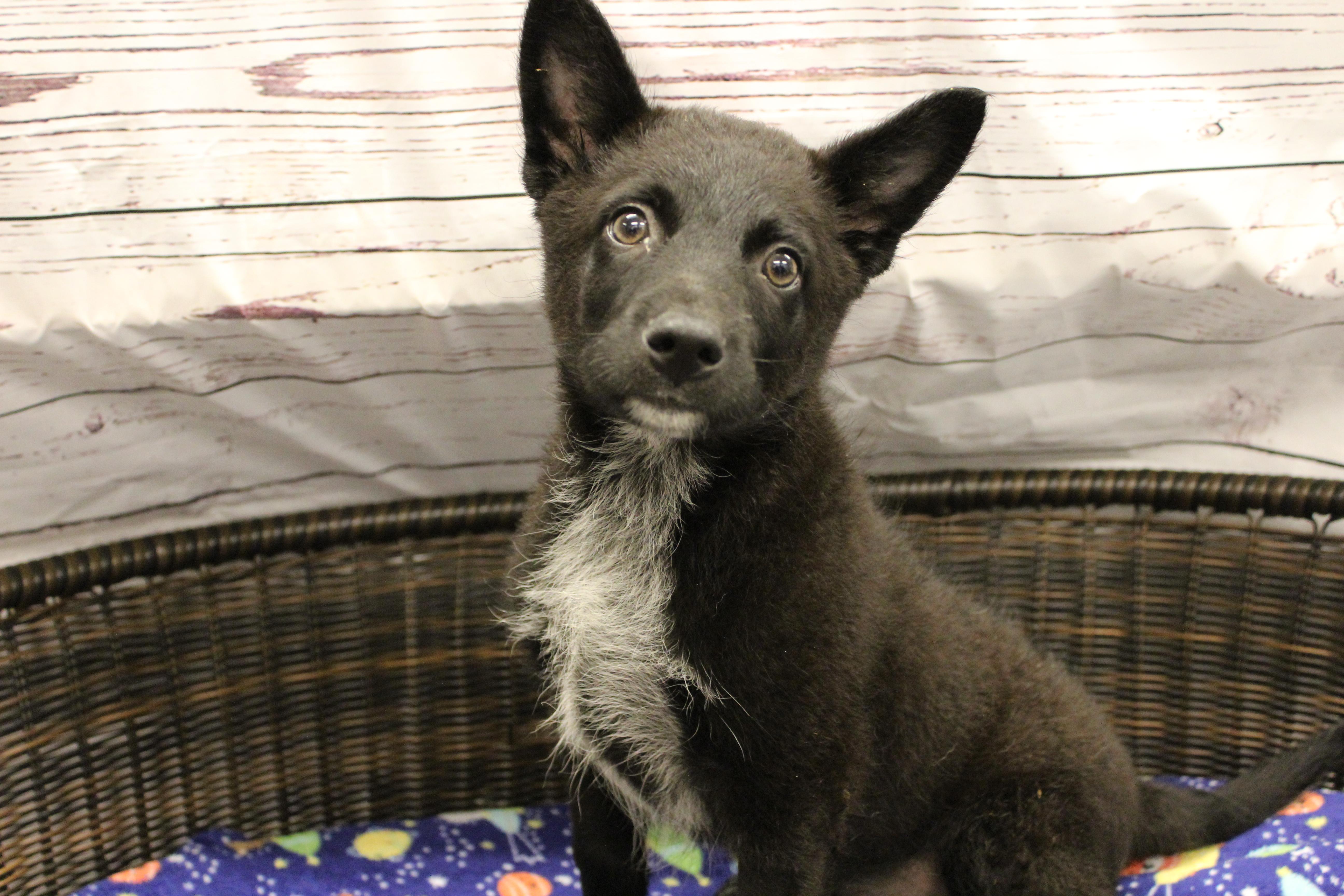 Shrek, a Adoptable mixed breed in Neillsville, WI image 1/3