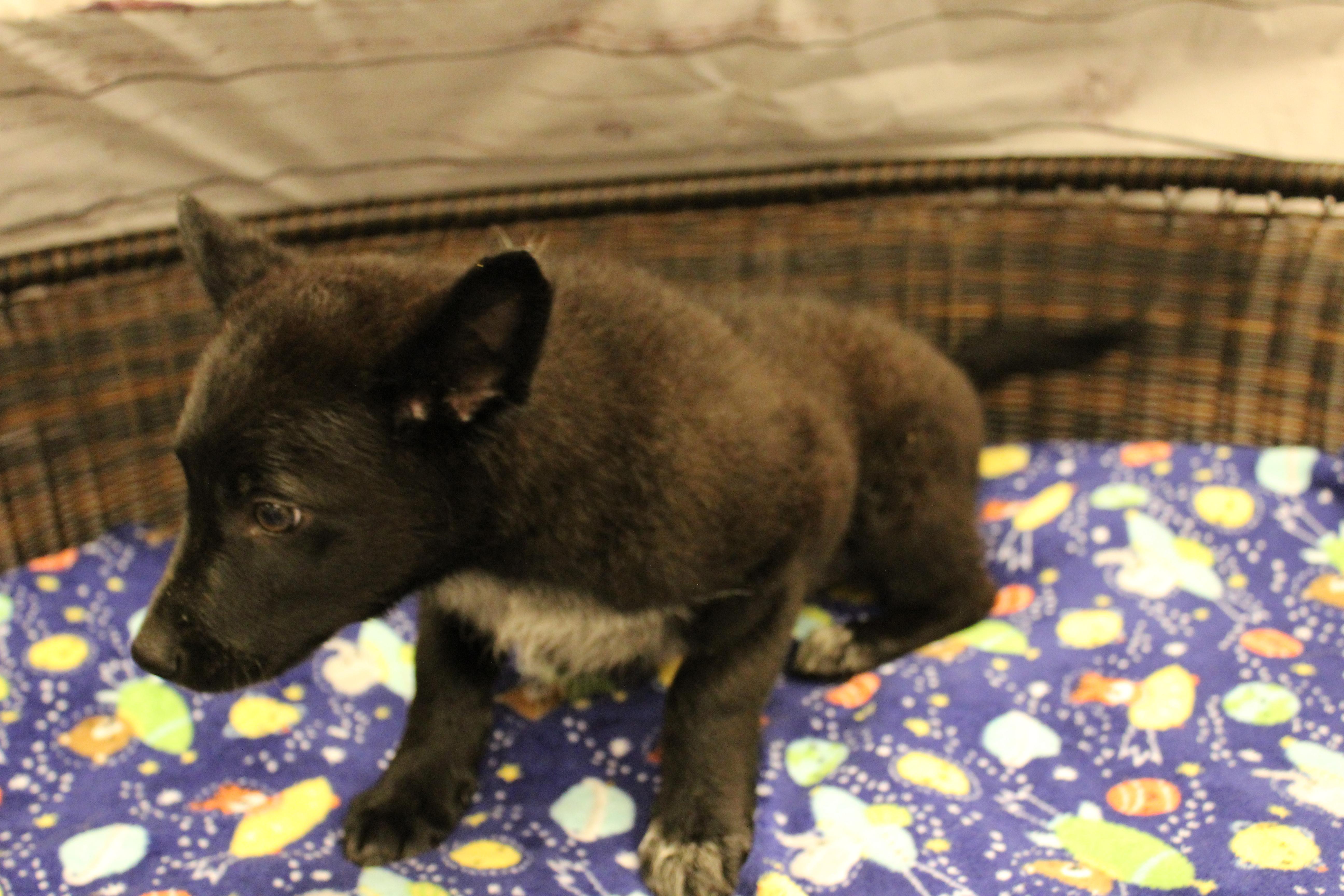 Shrek, a Adoptable mixed breed in Neillsville, WI image 2/3