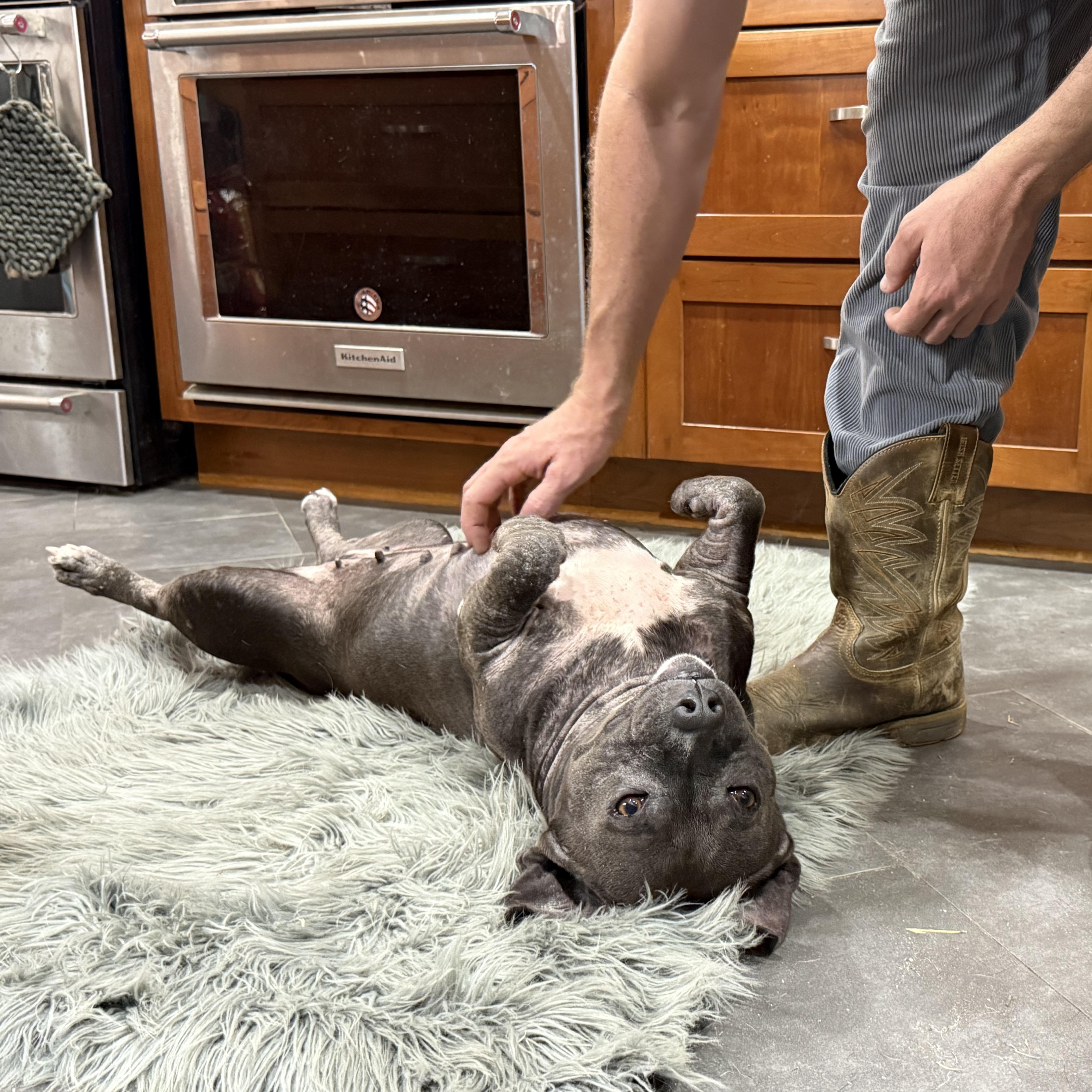 Enlarge Pacha, a ADOPTABLE mixed breed in New Orleans, LA image 3/4