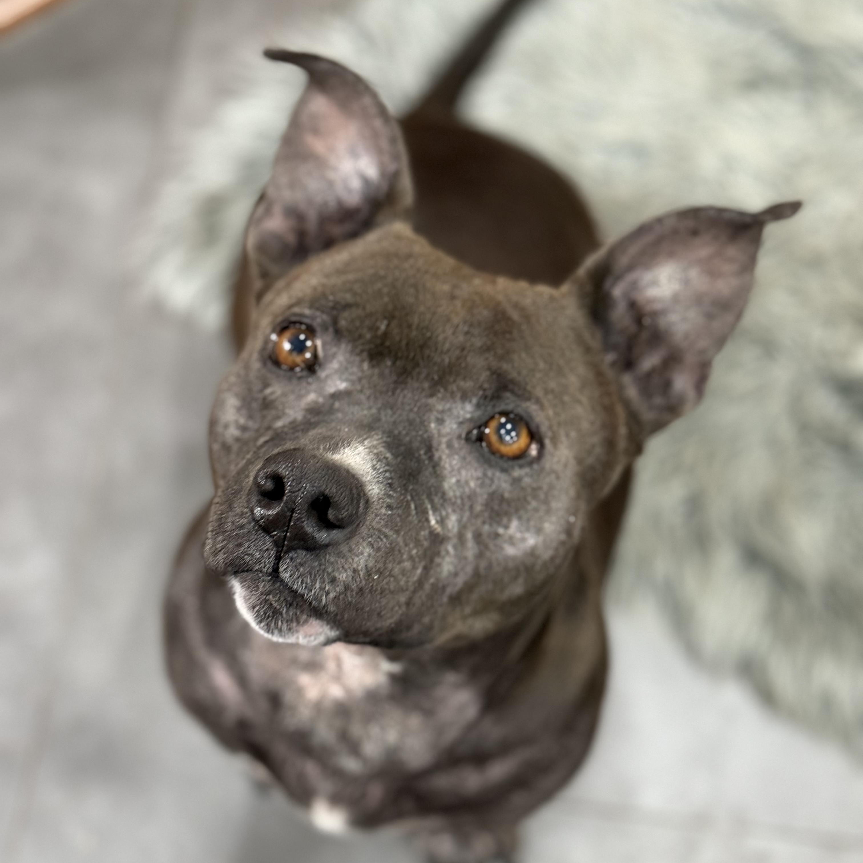 Enlarge Pacha, a ADOPTABLE mixed breed in New Orleans, LA image 1/4