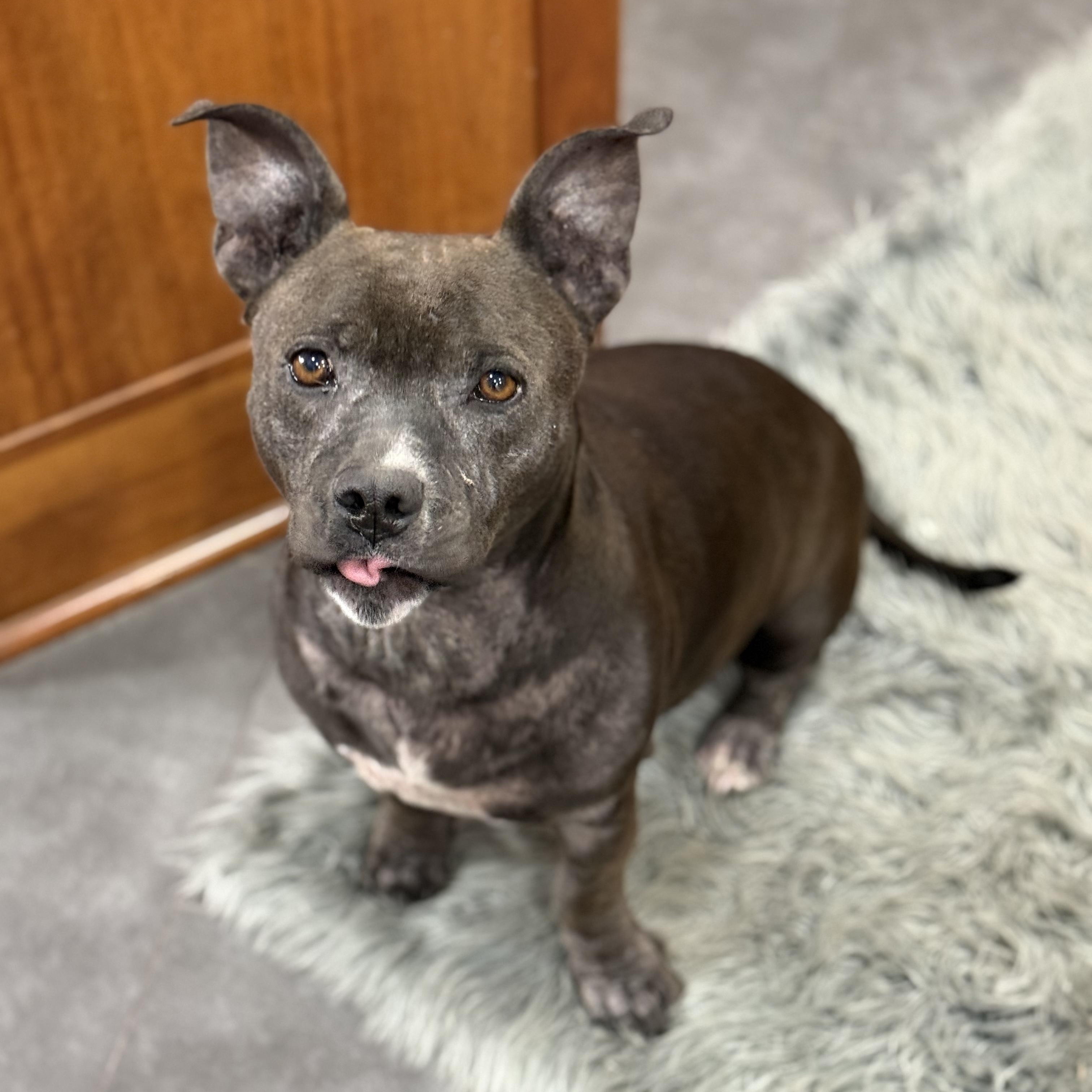 Pacha, ADOPTABLE, Adult Female American Bulldog & American Staffordshire Terrier.