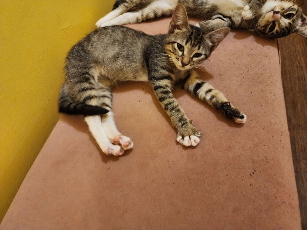 Spruce, Adoptable, Adult Female Domestic Short Hair & Tabby.