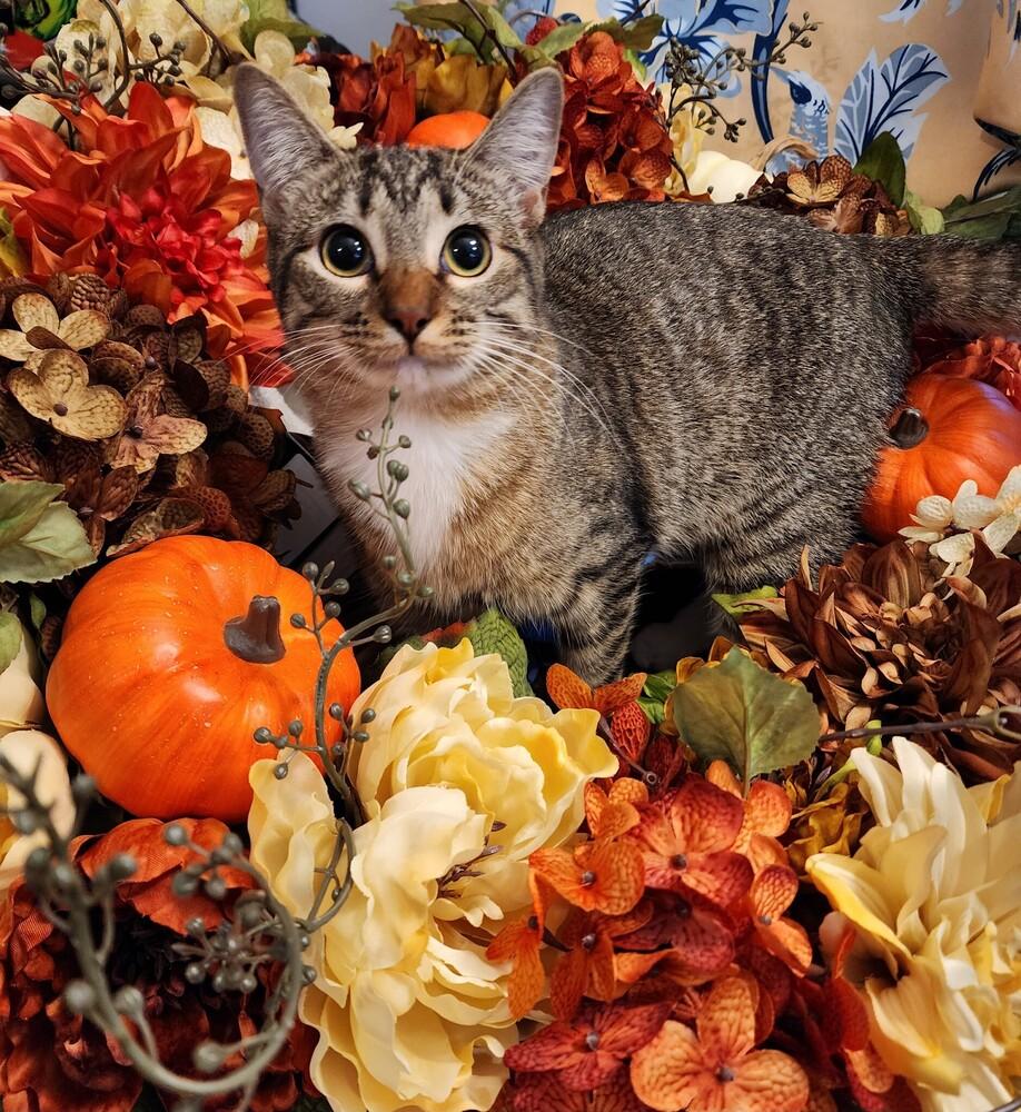 Spruce, a Adoptable mixed breed in Powder Springs, GA image 2/3