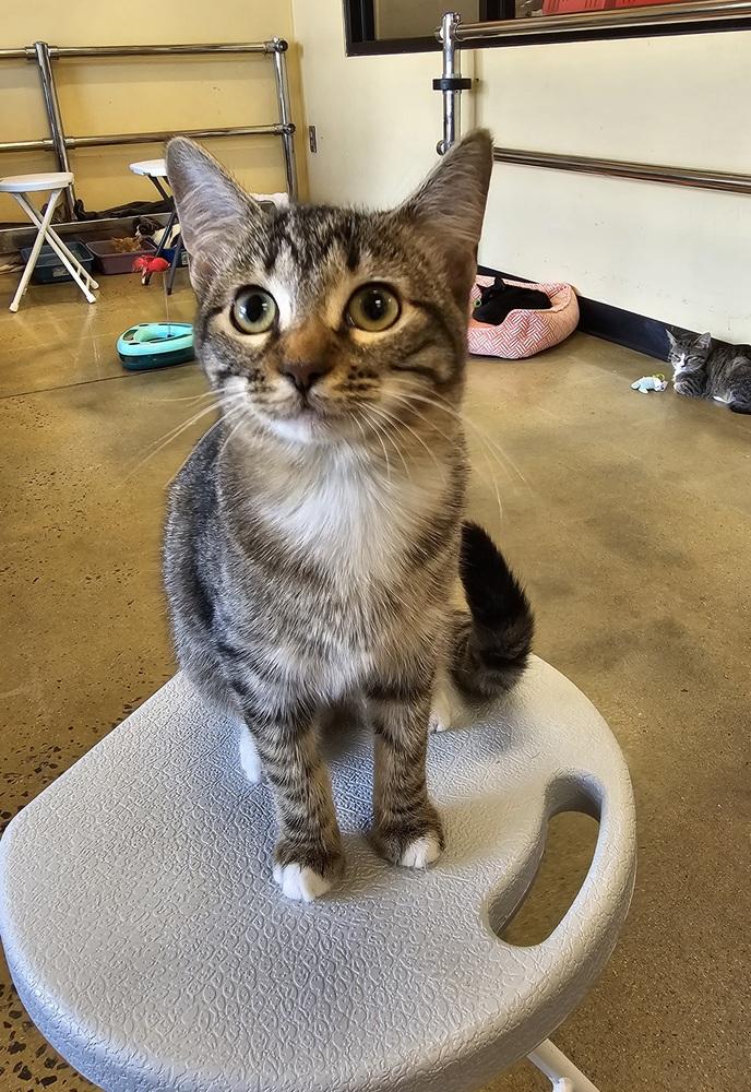 Spruce, a Adoptable mixed breed in Powder Springs, GA image 3/3