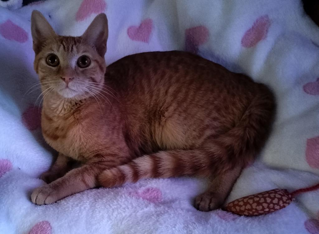 Madeline, Adoptable, Kitten Female Domestic Short Hair.