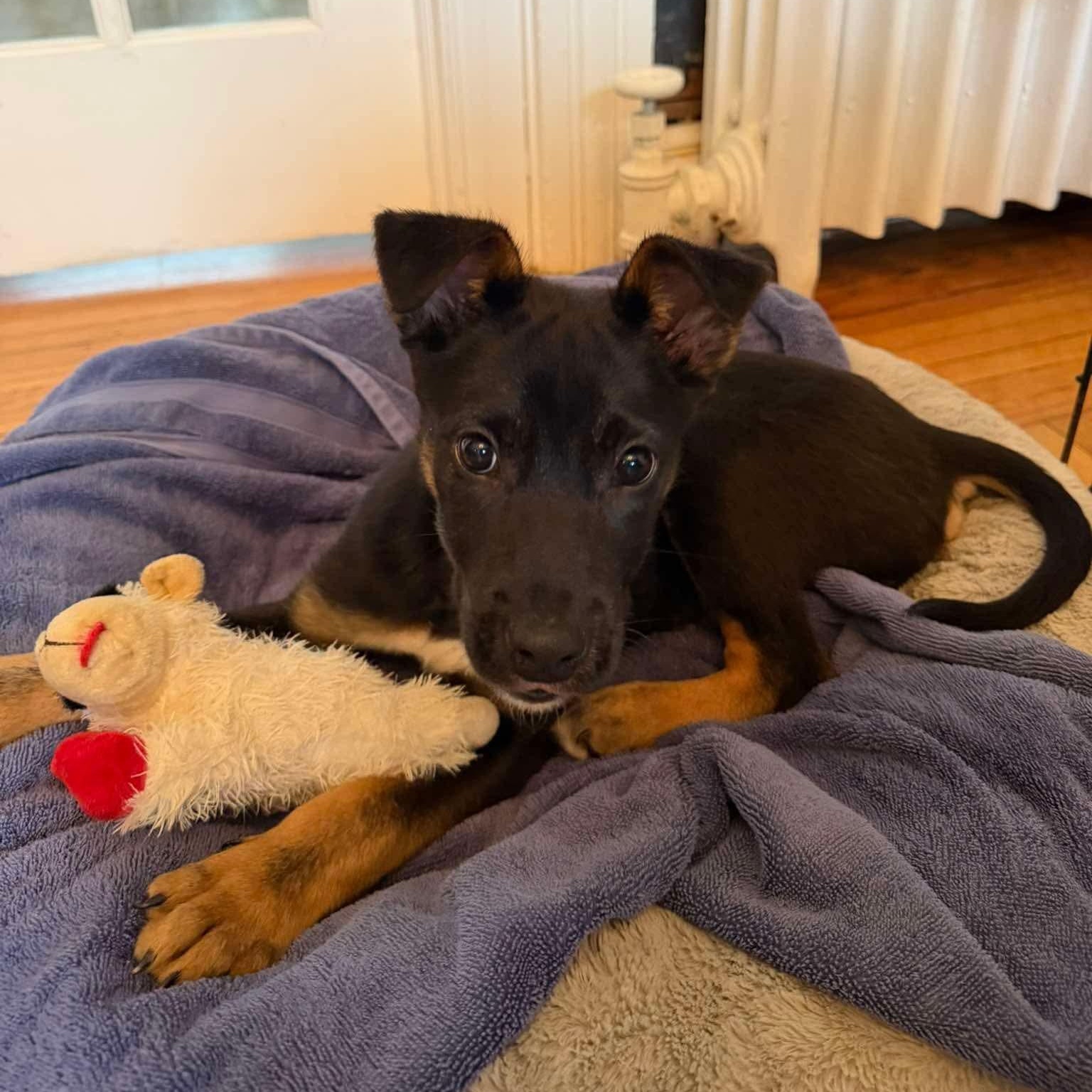 Enlarge Cooper, a ADOPTABLE mixed breed in Rochester, NY image 5/5