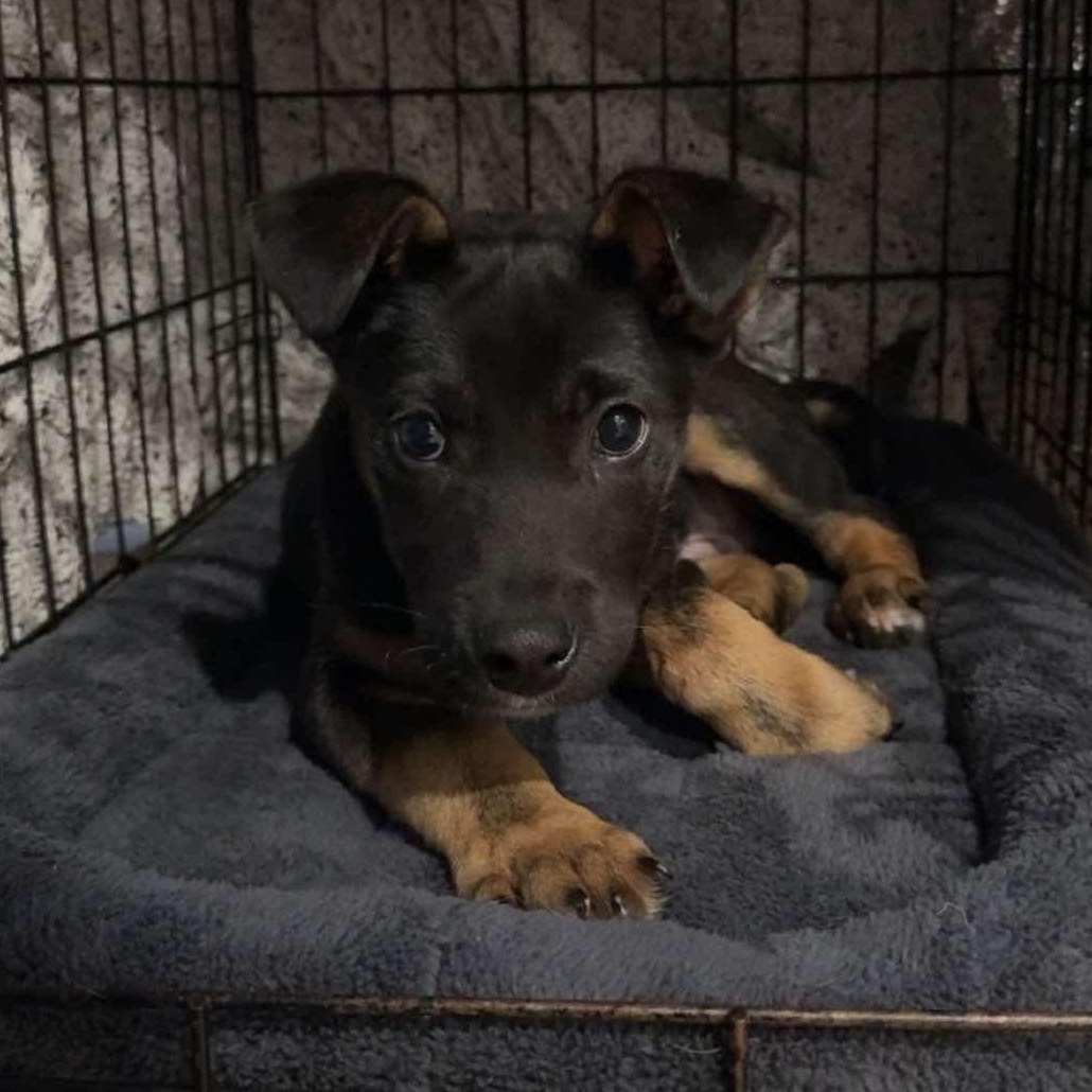 Enlarge Cooper, a ADOPTABLE mixed breed in Rochester, NY image 3/5