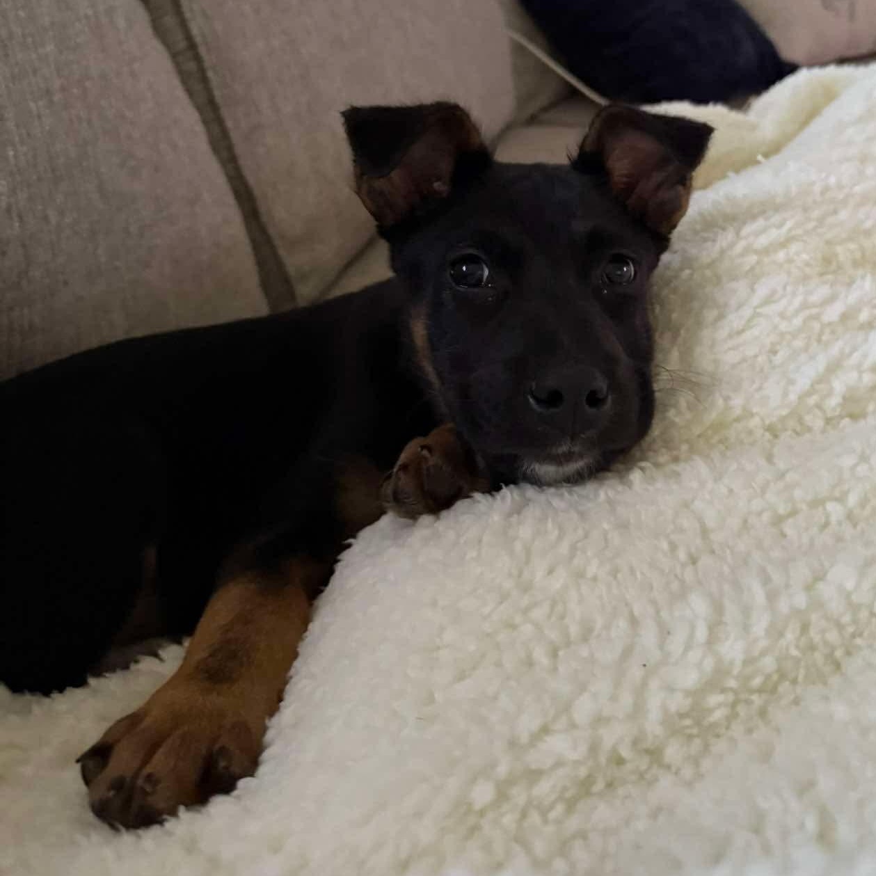 Enlarge Cooper, a ADOPTABLE mixed breed in Rochester, NY image 2/5