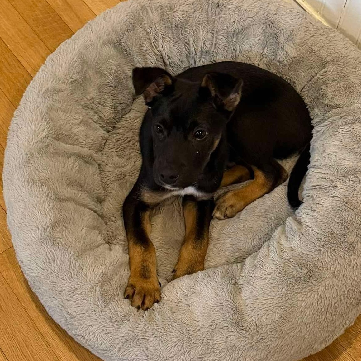 Enlarge Cooper, a ADOPTABLE mixed breed in Rochester, NY image 1/5
