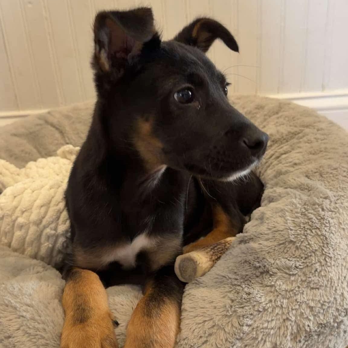 Enlarge Cooper, a ADOPTABLE mixed breed in Rochester, NY image 4/5