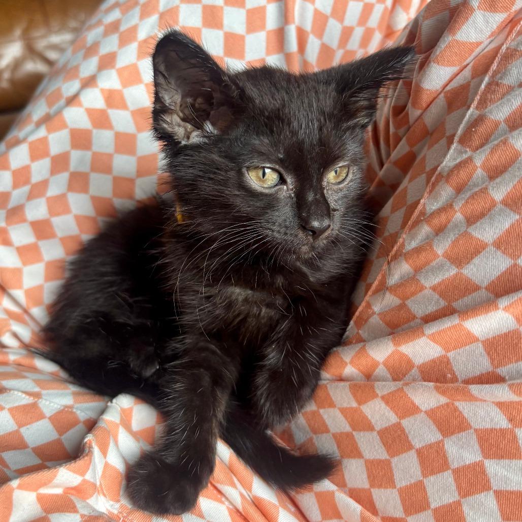 Cupid Shuffle, Adoptable, Kitten Female Domestic Short Hair.