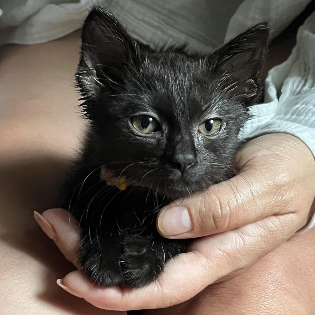 Enlarge Cupid Shuffle, a Adoptable Domestic Short Hair in Evanston, IL image 2/4