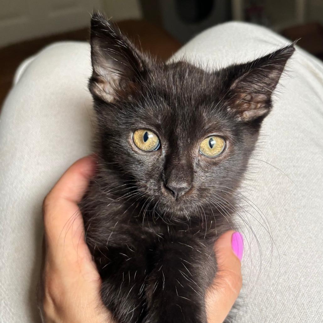 Enlarge Cupid Shuffle, a Adoptable Domestic Short Hair in Evanston, IL image 3/4