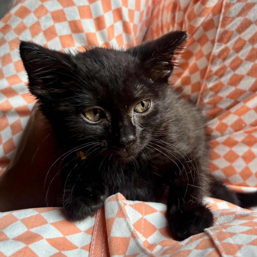 Enlarge Cupid Shuffle, a Adoptable Domestic Short Hair in Evanston, IL image 4/4