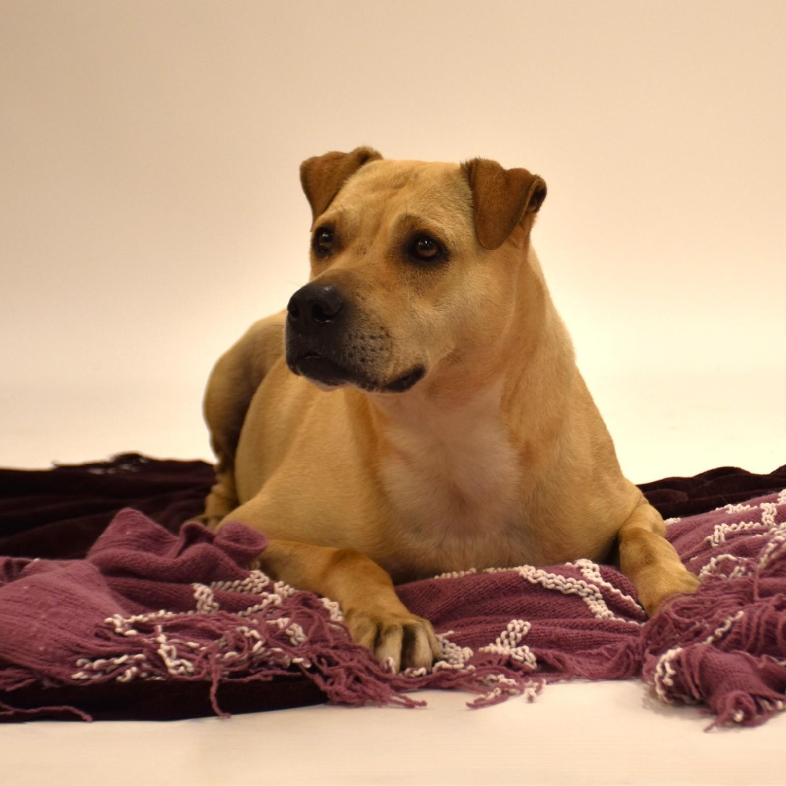 Marissa, a Adoptable mixed breed in Sandy Hook, CT image 3/6