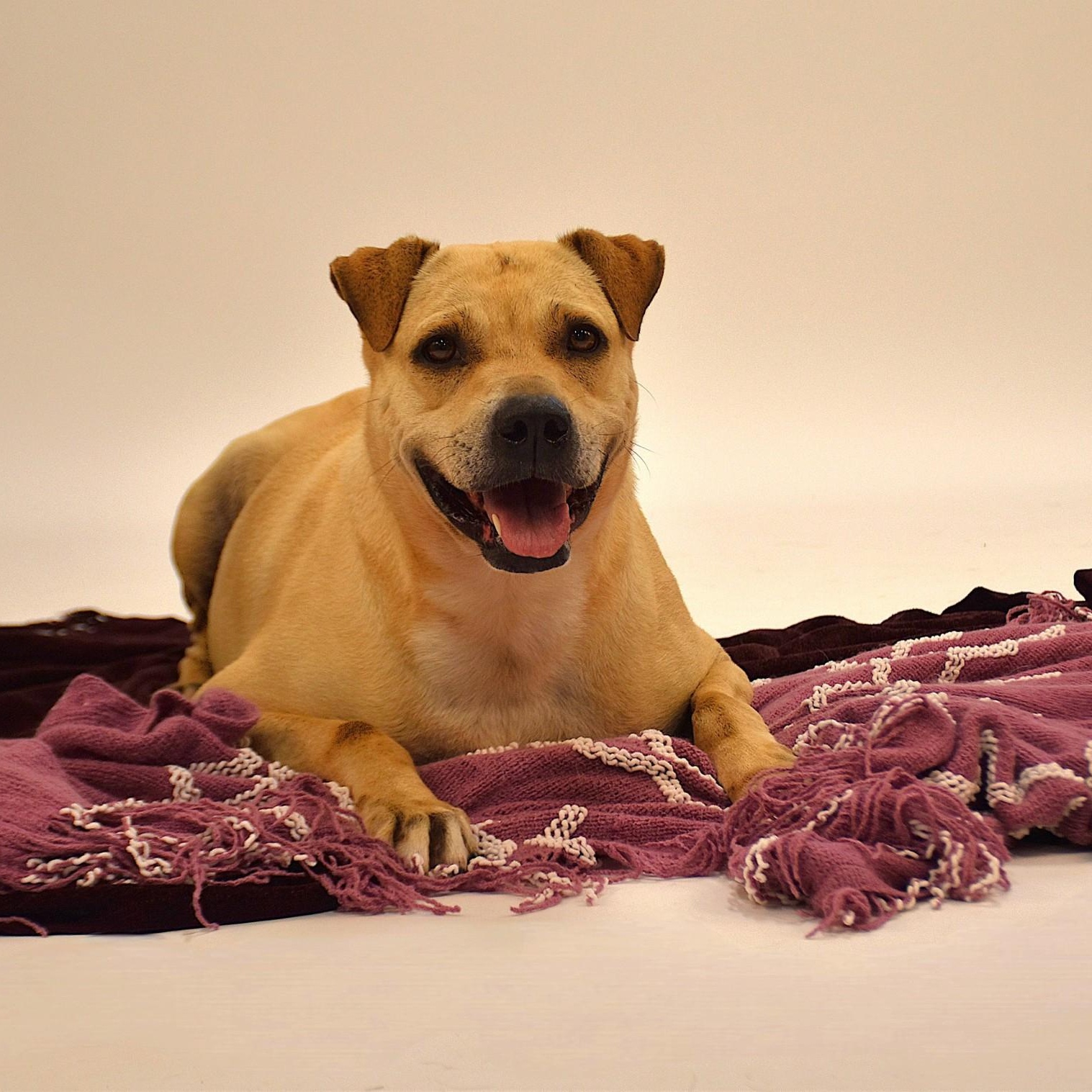 Marissa, a Adoptable mixed breed in Sandy Hook, CT image 1/6