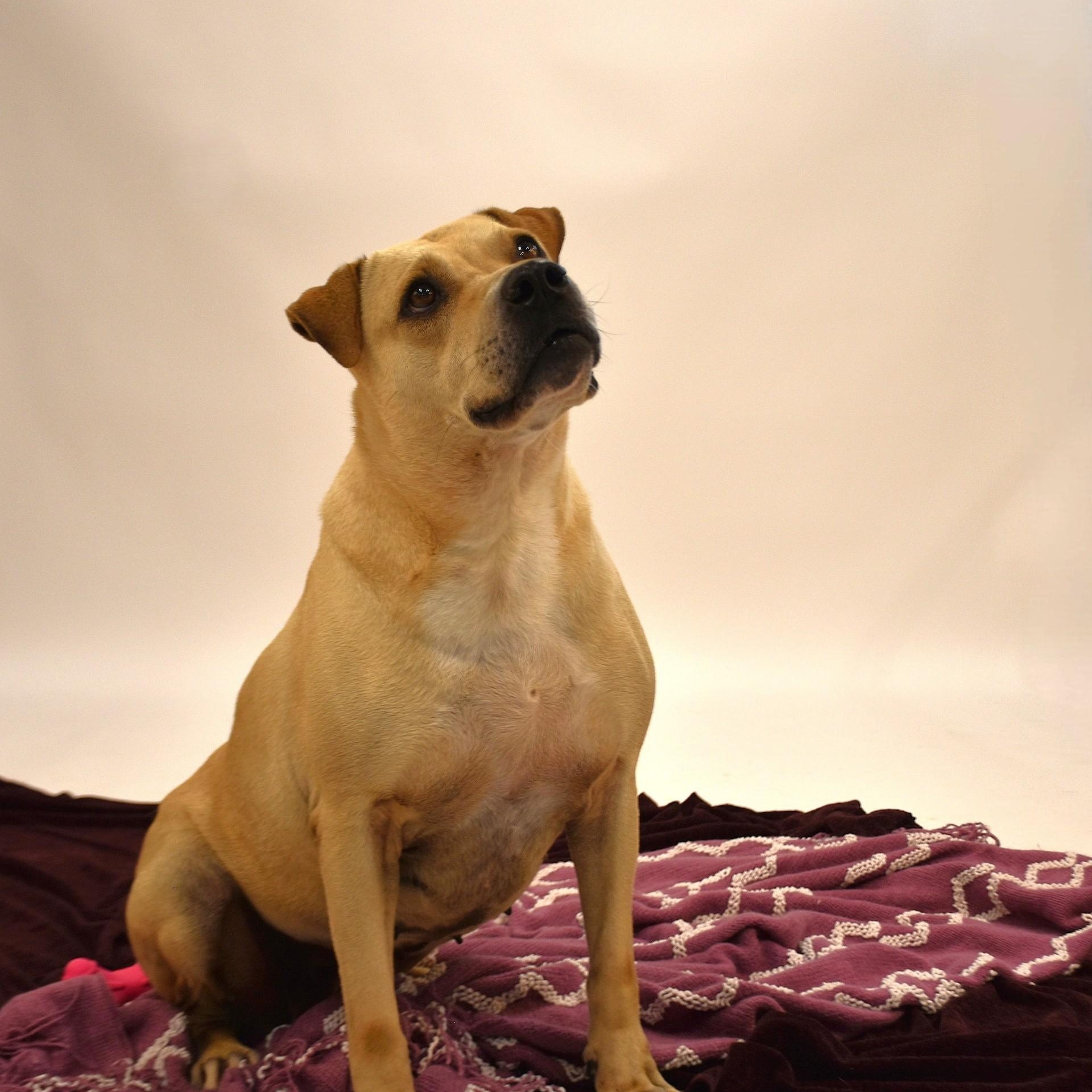 Marissa, a Adoptable mixed breed in Sandy Hook, CT image 5/6