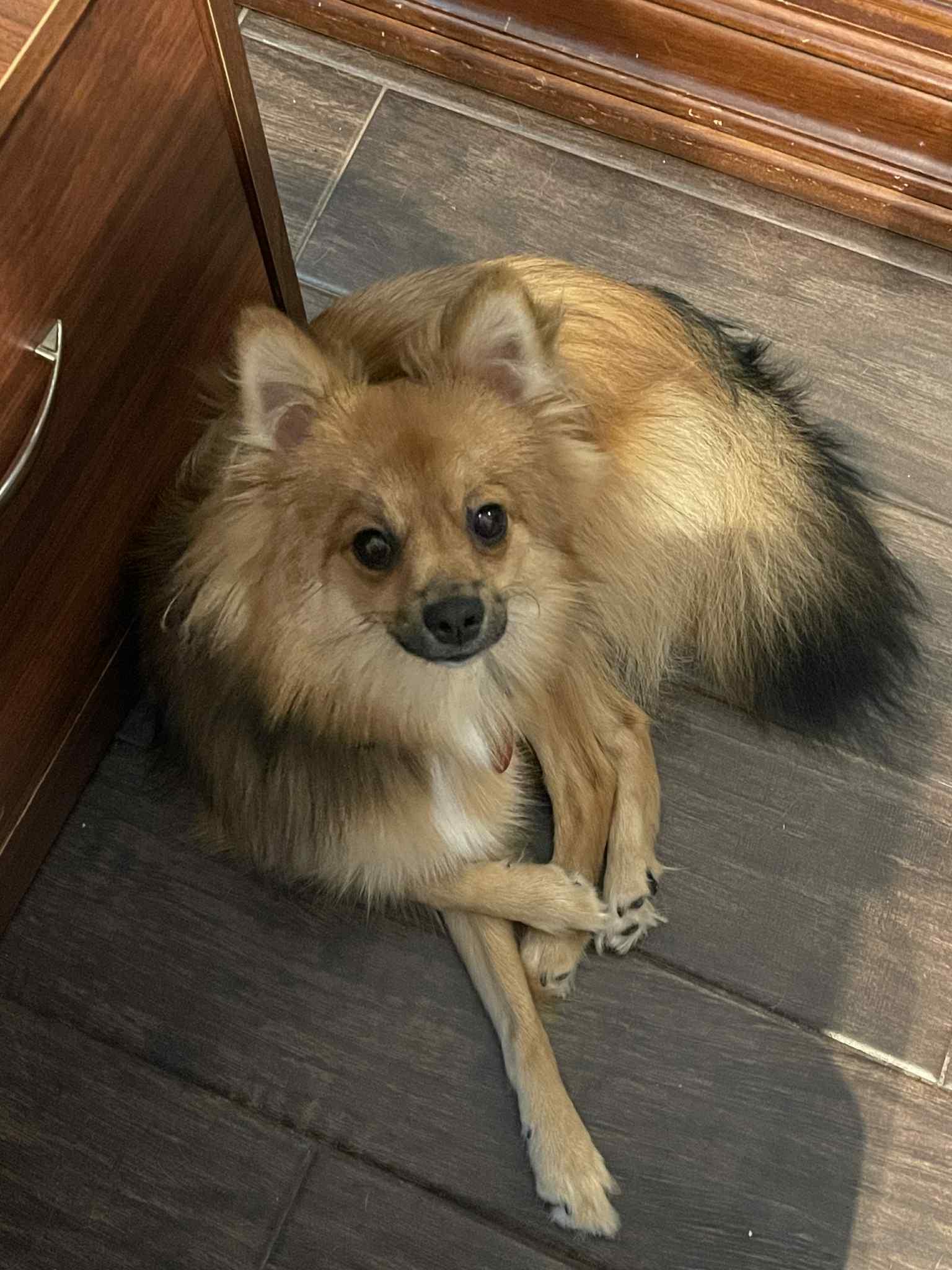 BRANDO, Adoptable, Young Male Mixed Breed.