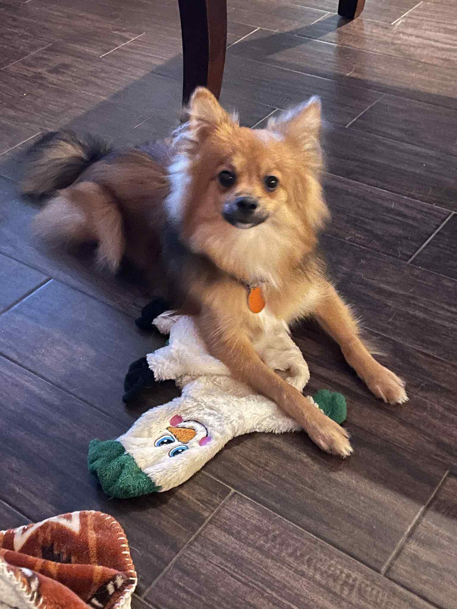 Enlarge BRANDO, a Adoptable Mixed Breed in Katy, TX image 2/2