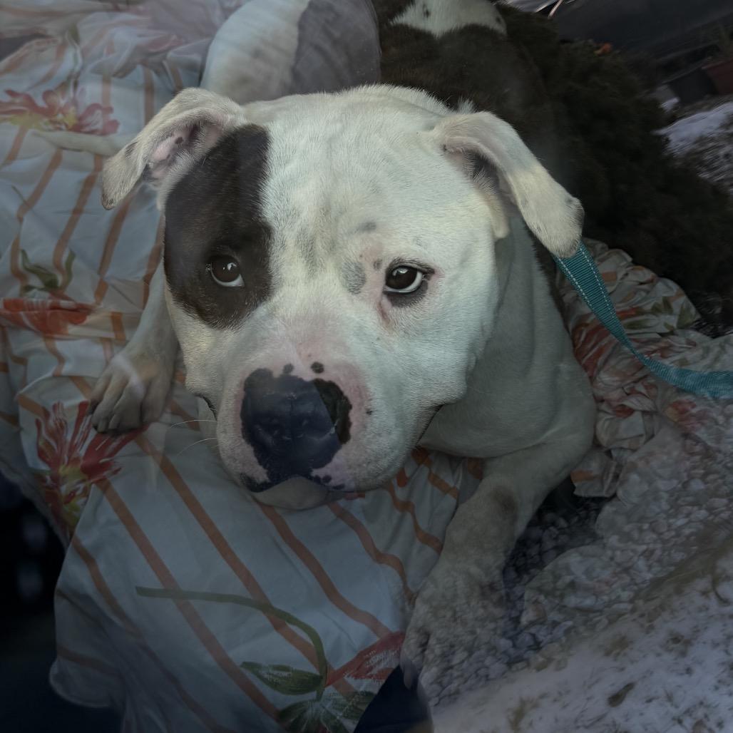 Franklin thumbnail 2