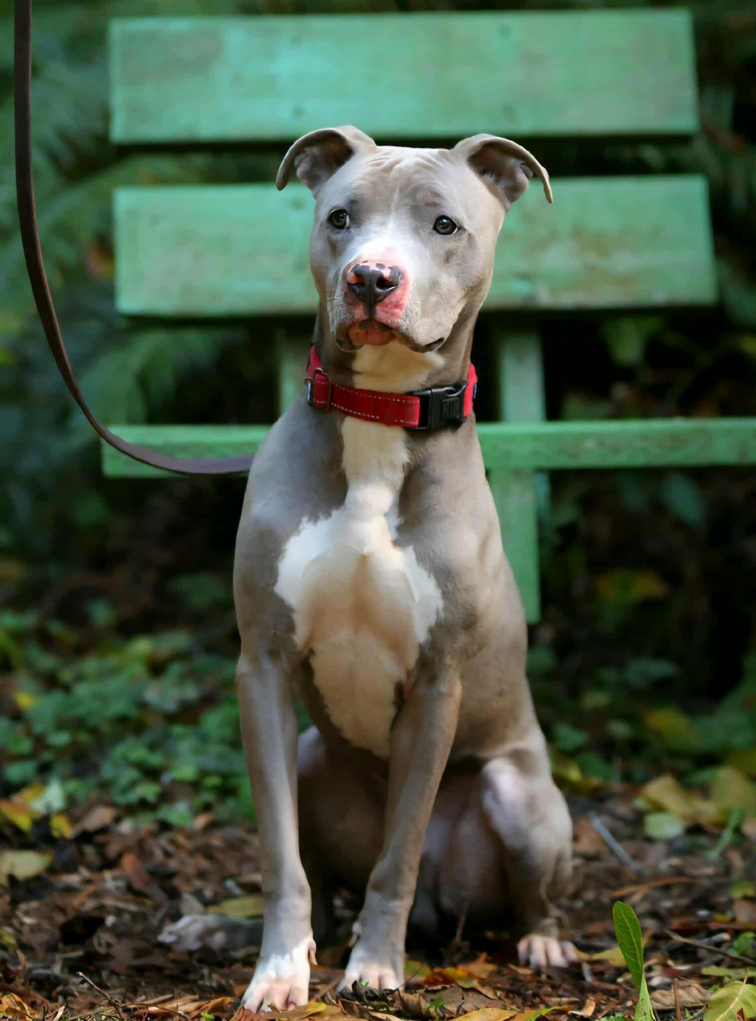 Rowdy, a Adoptable mixed breed in Crescent city, CA image 1/5