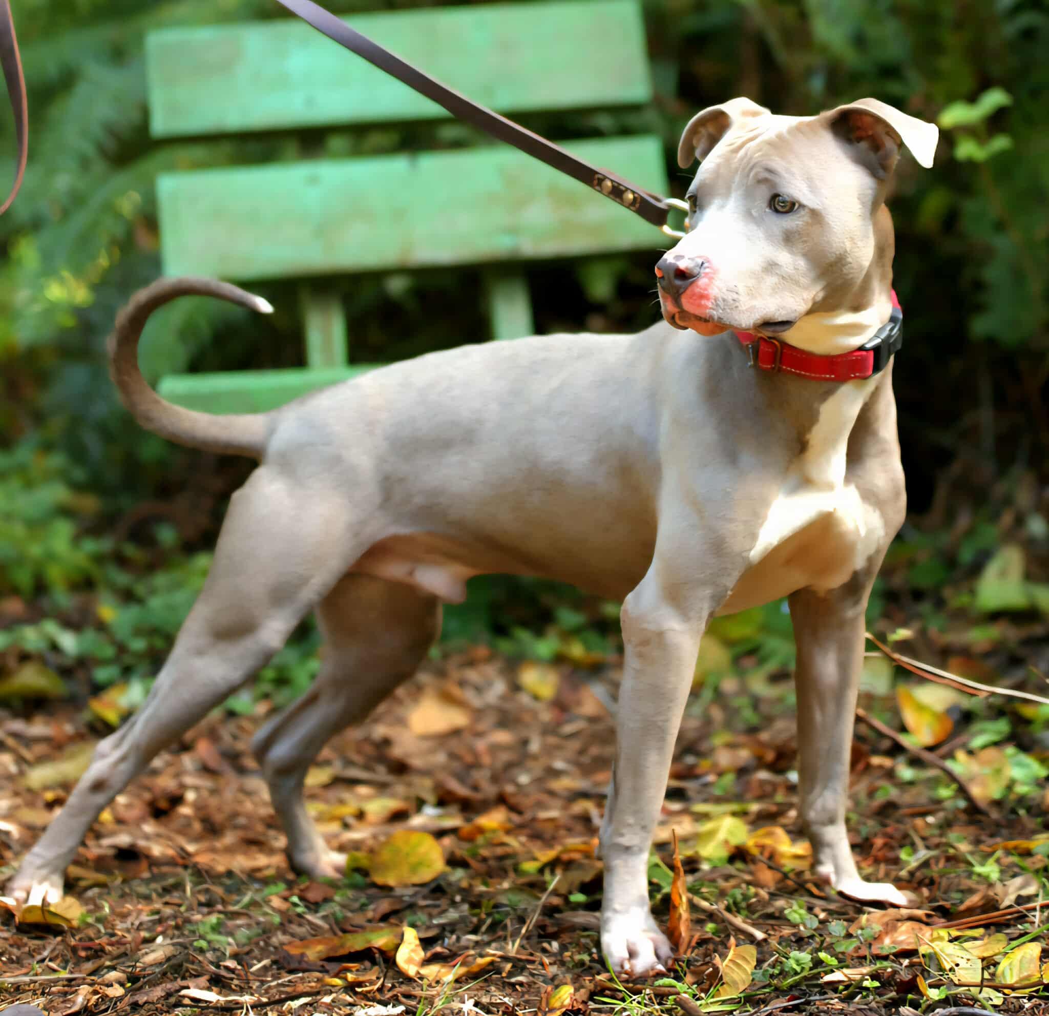 Rowdy, Adoptable, Adult Male Pit Bull Terrier.