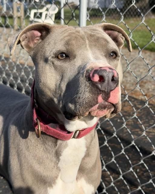 Rowdy, a Adoptable mixed breed in Crescent city, CA image 3/5