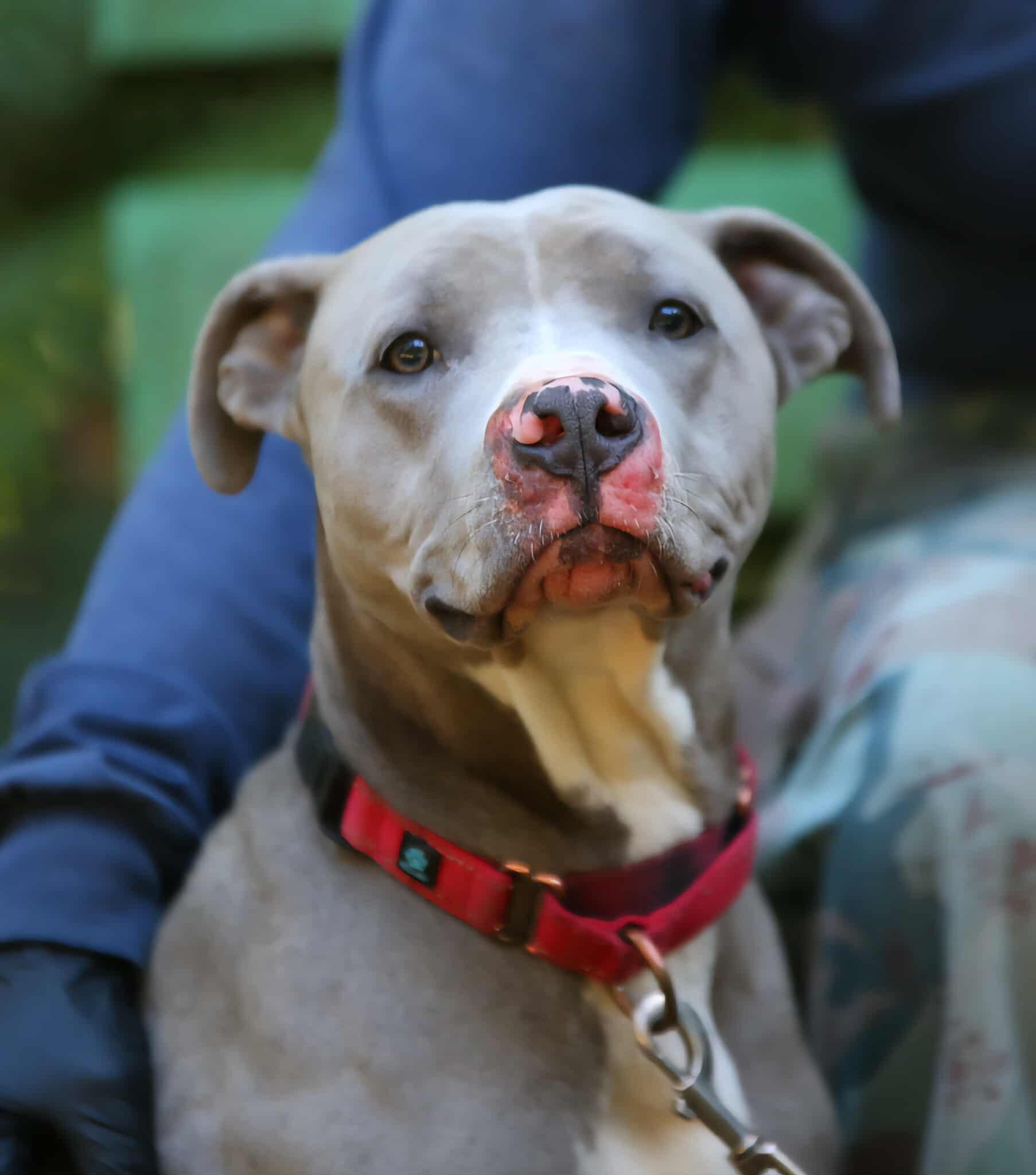 Rowdy, a Adoptable mixed breed in Crescent city, CA image 4/5