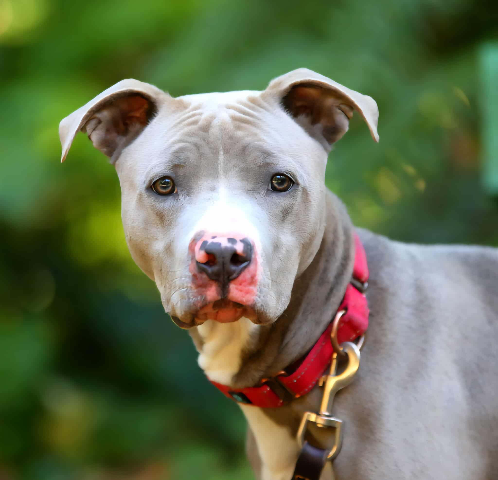 Rowdy, a Adoptable mixed breed in Crescent city, CA image 5/5