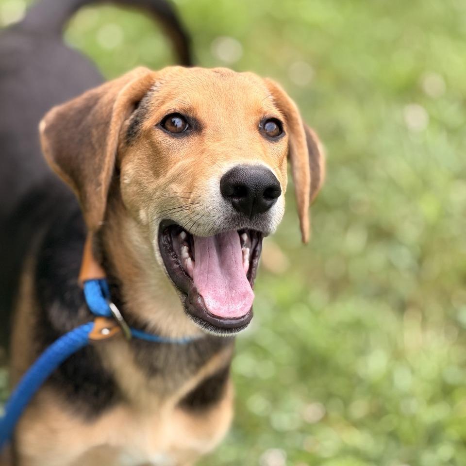 Enlarge Ronja, a Adoptable mixed breed in Sparta, NJ image 1/5